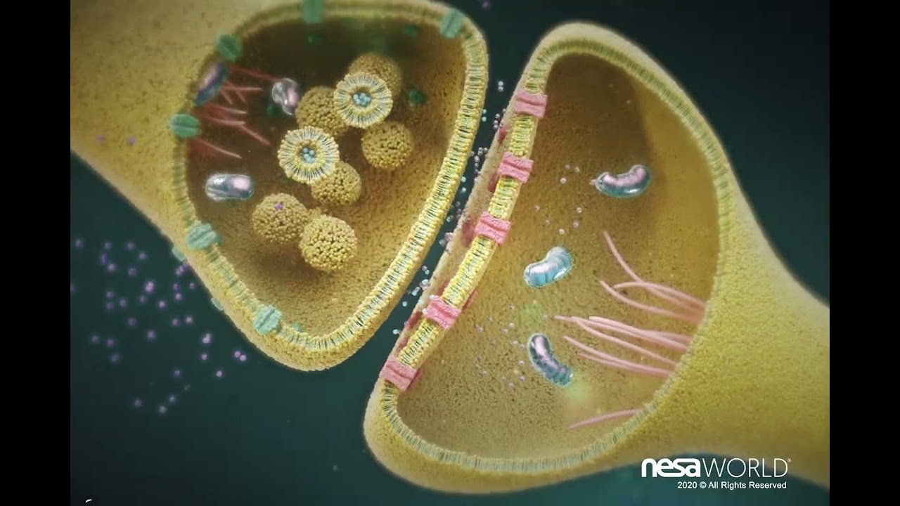 Neuromodulaci&oacute;n no invasiva: &iexcl;Descubre la tecnolog&iacute;a NESA&reg; en 4K!