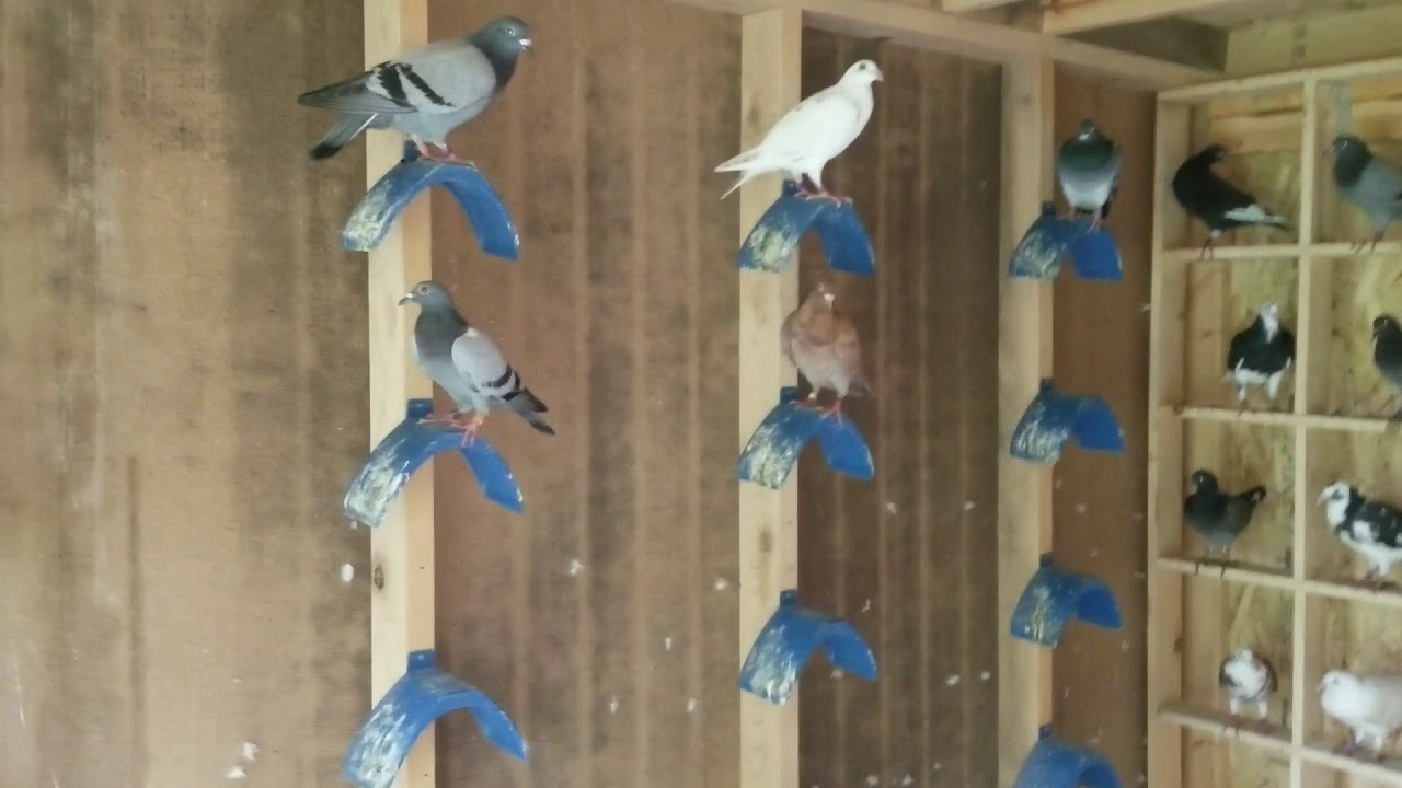 Trying Out A New Pigeon Loft Cleaning System