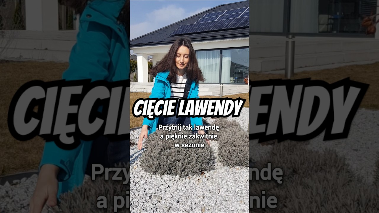 Jak ciąć lawendę? Cięcie lawendy wiosną #lawenda #cięcielawendy #ogr&oacute;d #poradyogrodnicze #domiogr&oacute;d