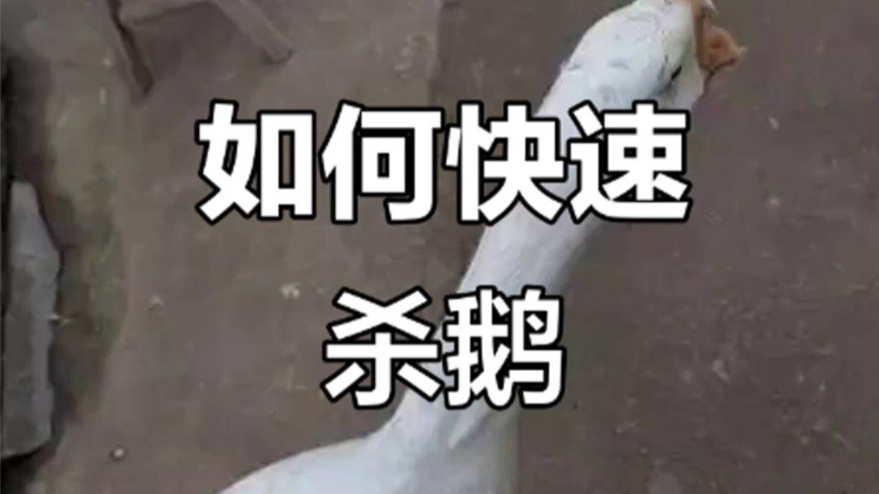 如何快速杀鹅？！