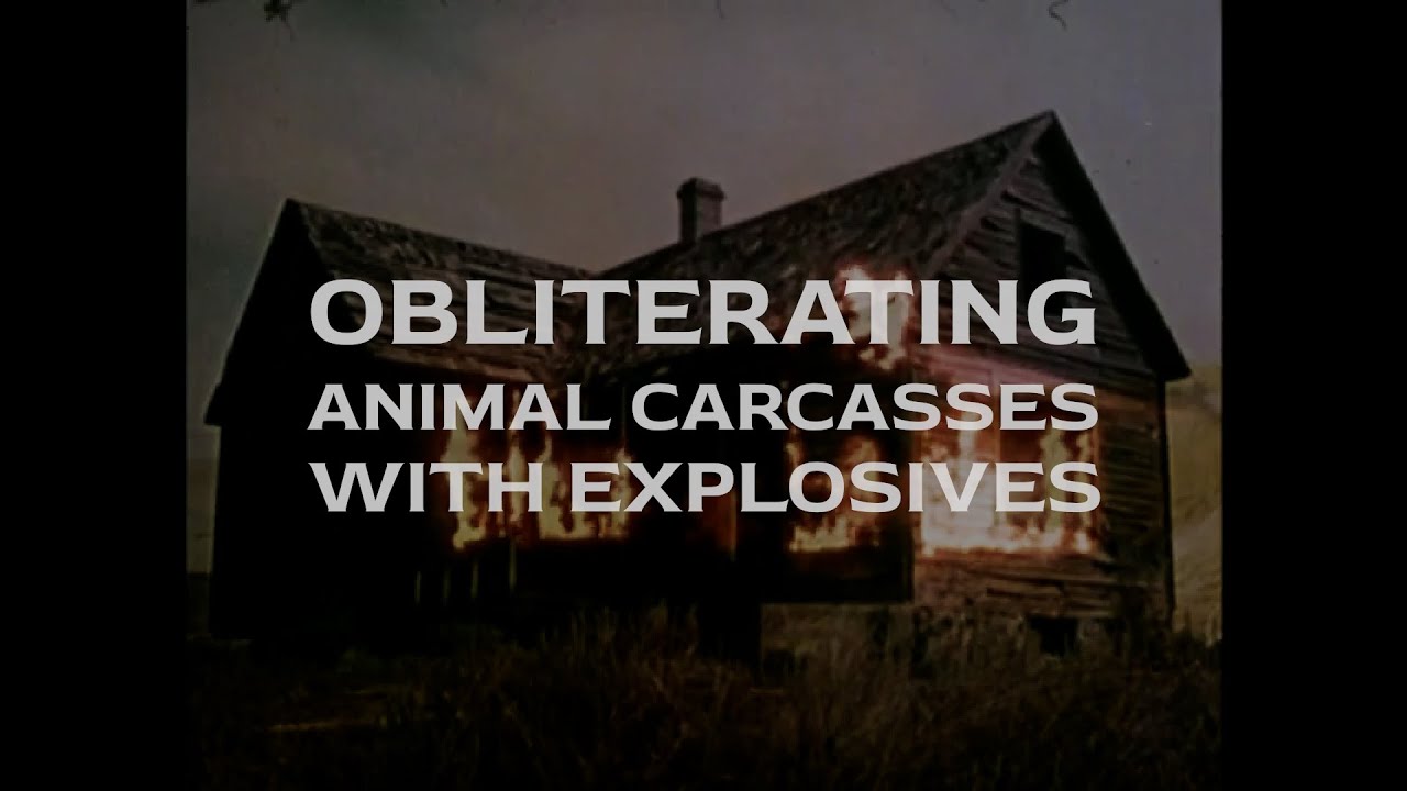 Kilim Mosh – Obliterating Animal Carcasses With Explosives (full EP)