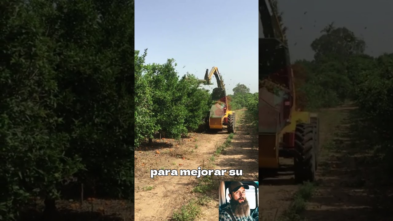 Poda de arboles frutales #camiones #trucks #traileros #camioneros #camion
