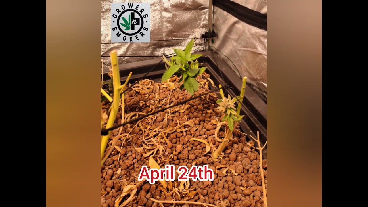 Cannabis Re-Veg #3 hydroponic Ebb and Flow table