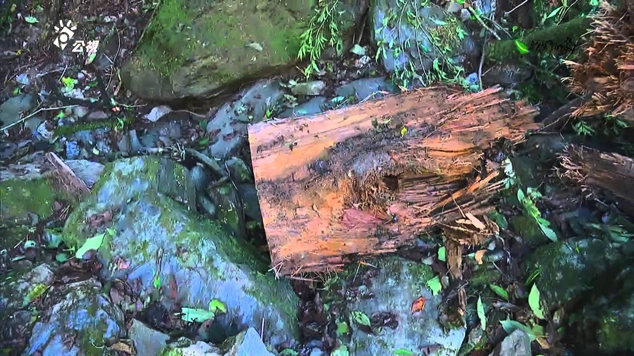 【山林保育】把樹還給山林｜倒木的生態功能 (我們的島 第742集 2014-01-20)