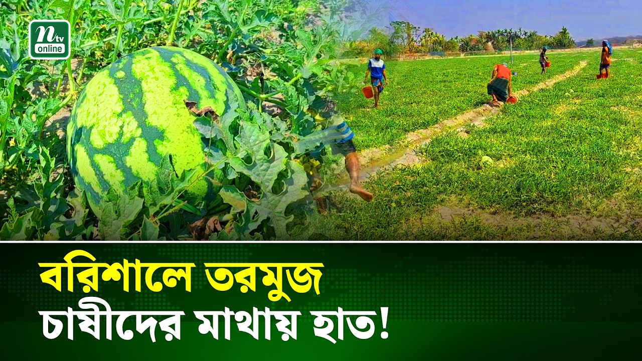 প্রায় ৩৫ লাখ টাকা বিনিয়োগ করে যে ফলন হয়েছে তা হতাশাজনক! | Barishal | NTV News