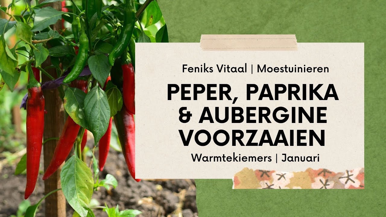 Peper, paprika en aubergine zaaien | Warmtekiemers succesvol voorzaaien