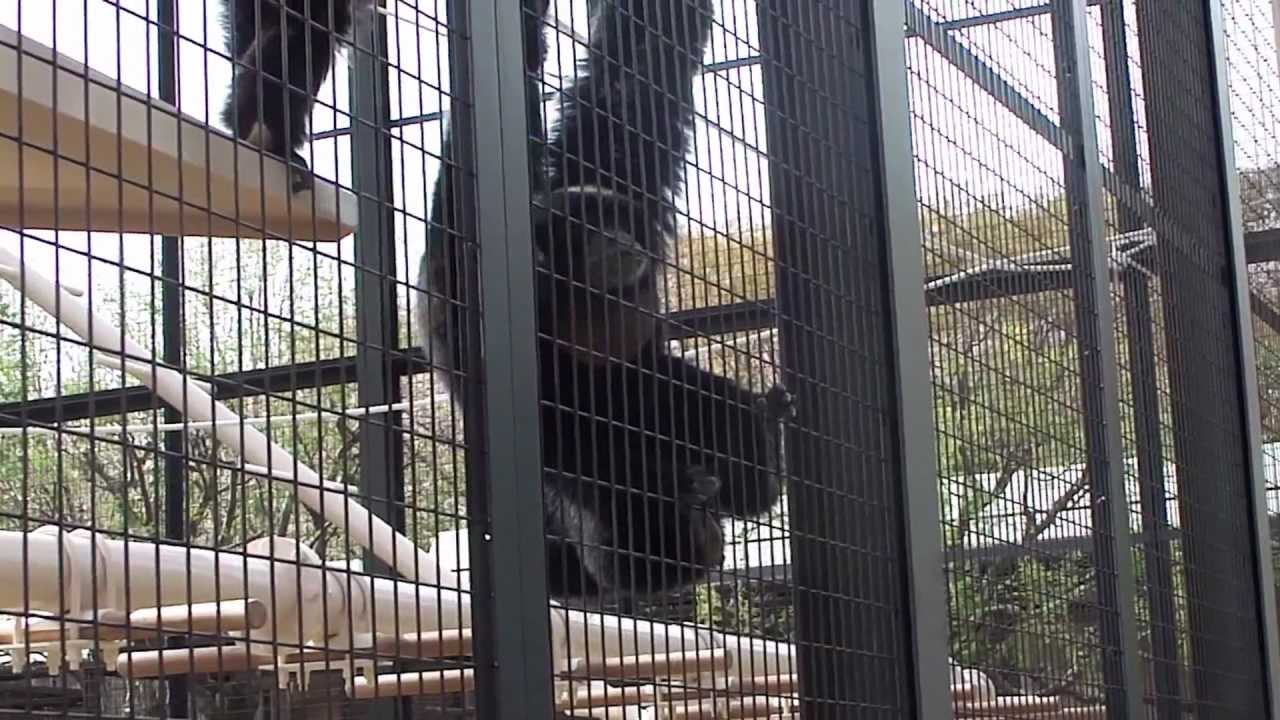 新居でのフクロテナガザル（東山動物園）Siamang at new house