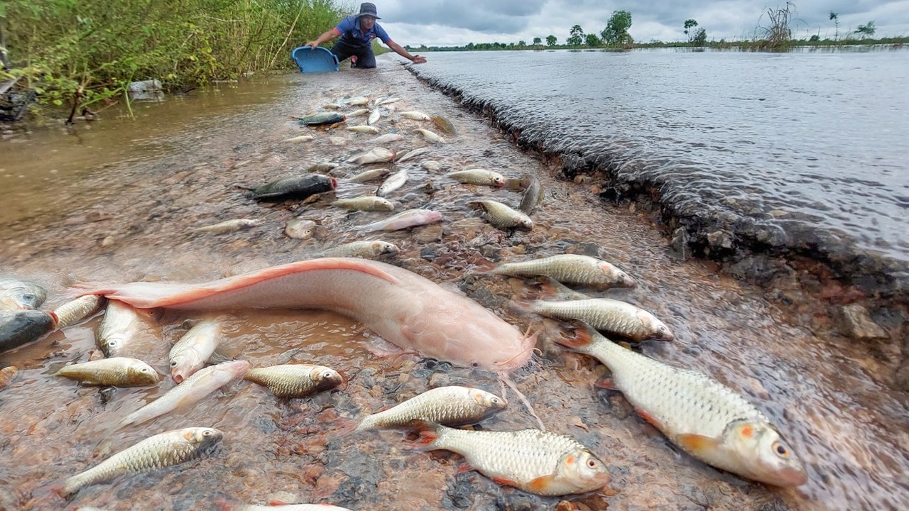 Monster Catfish Discovered in Shallow Flood Water! a lot of Catch Fish on the Road by hands