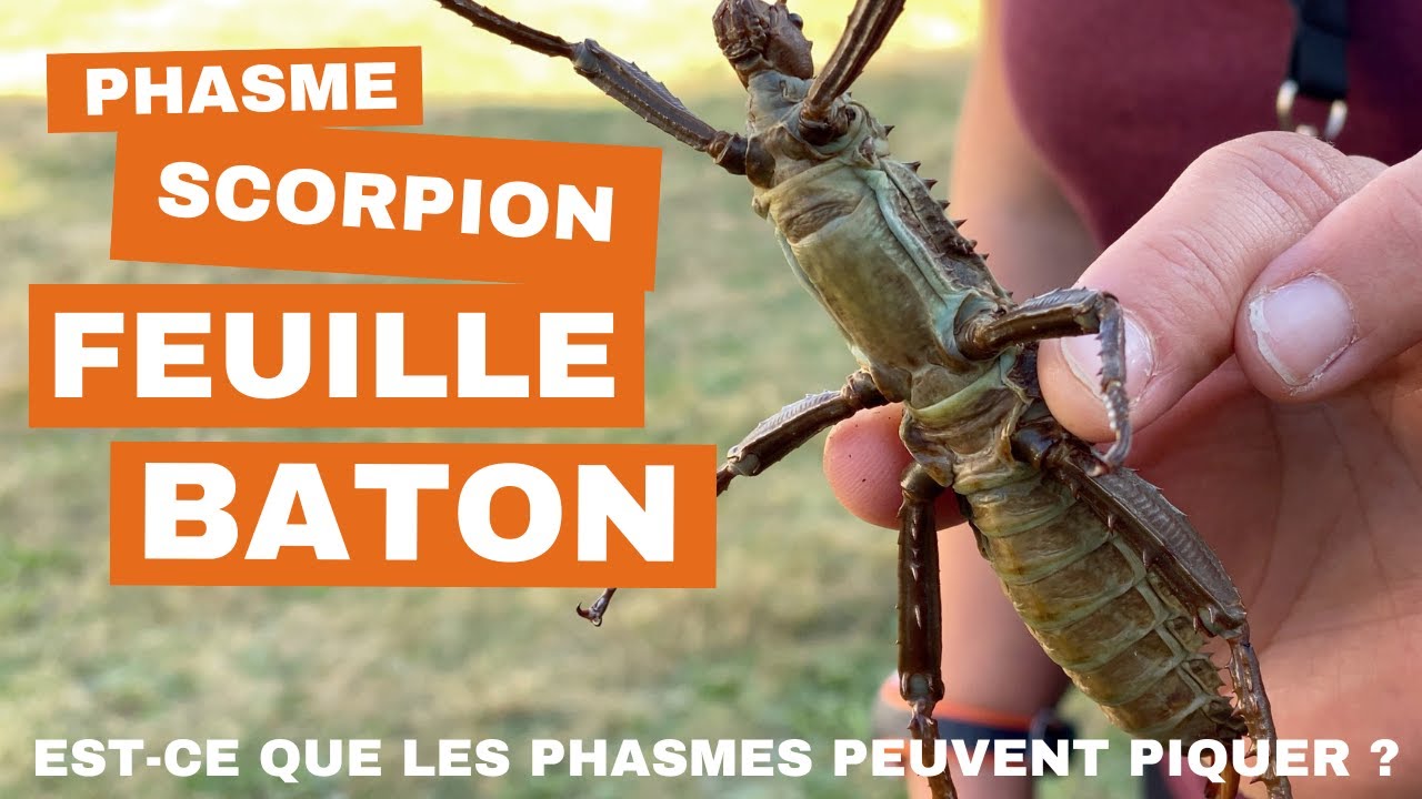 Phasme feuille,phasme baton ou phasme scorpion sont-ils dangereux ?