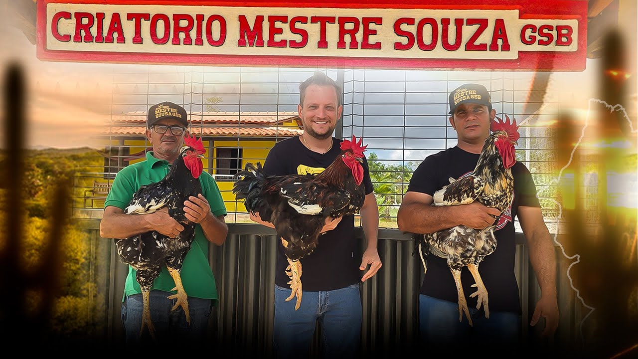 VISITEI O CRIATORIO DE GSB - GALINHA SERTANEJA BALAO DO MESTRE SOUSA