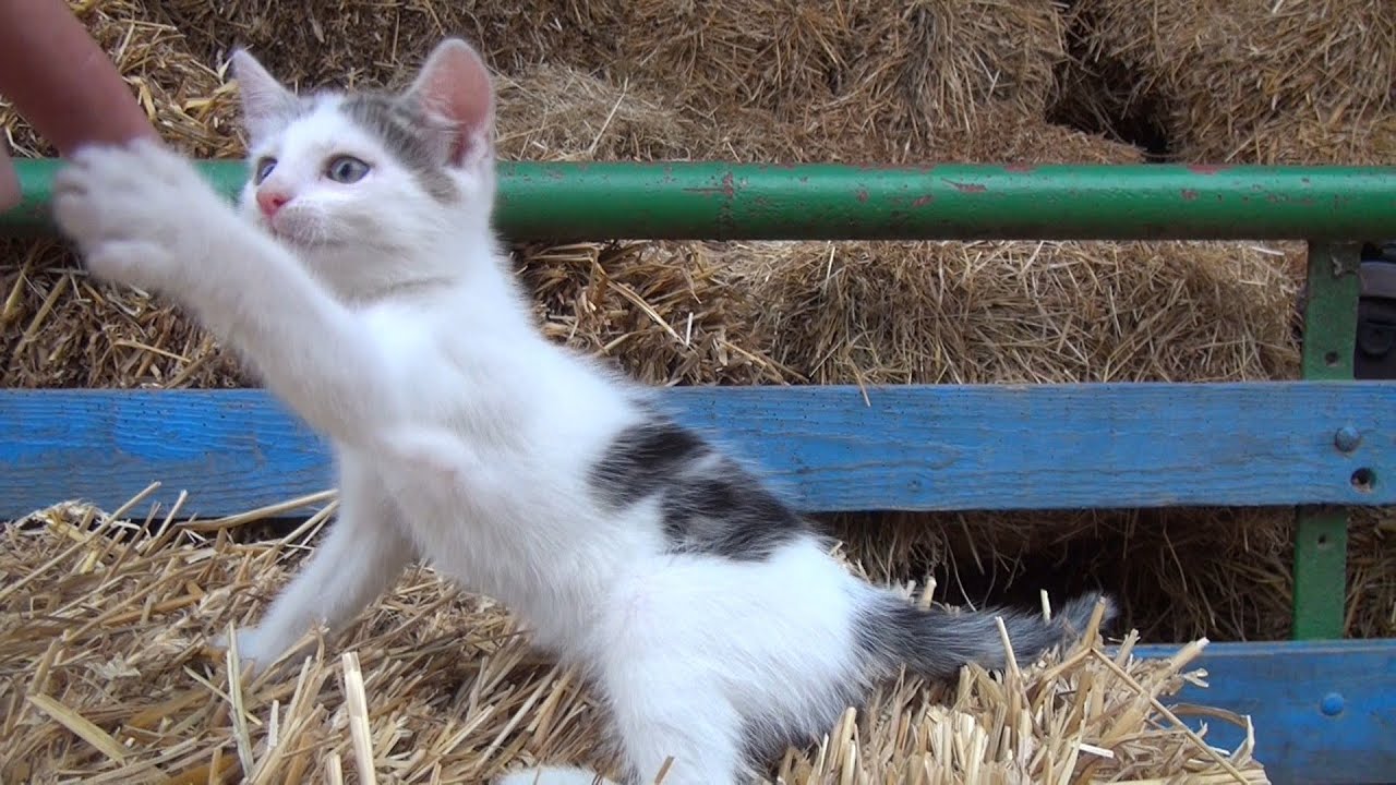 Katzen Kino #3 - Action Kitten vs Relaxed Mum - Funny Cats :o)