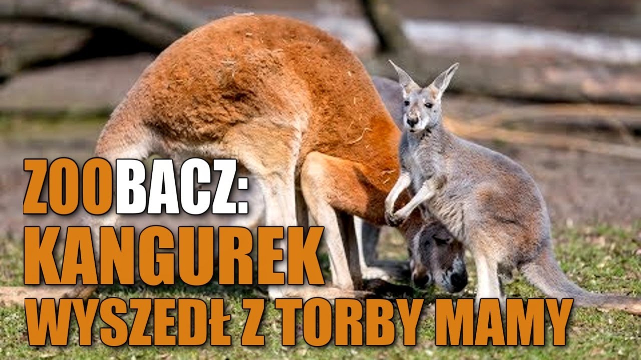 #ZooWrocław. Mały #kangur rudy wyszedł z torby