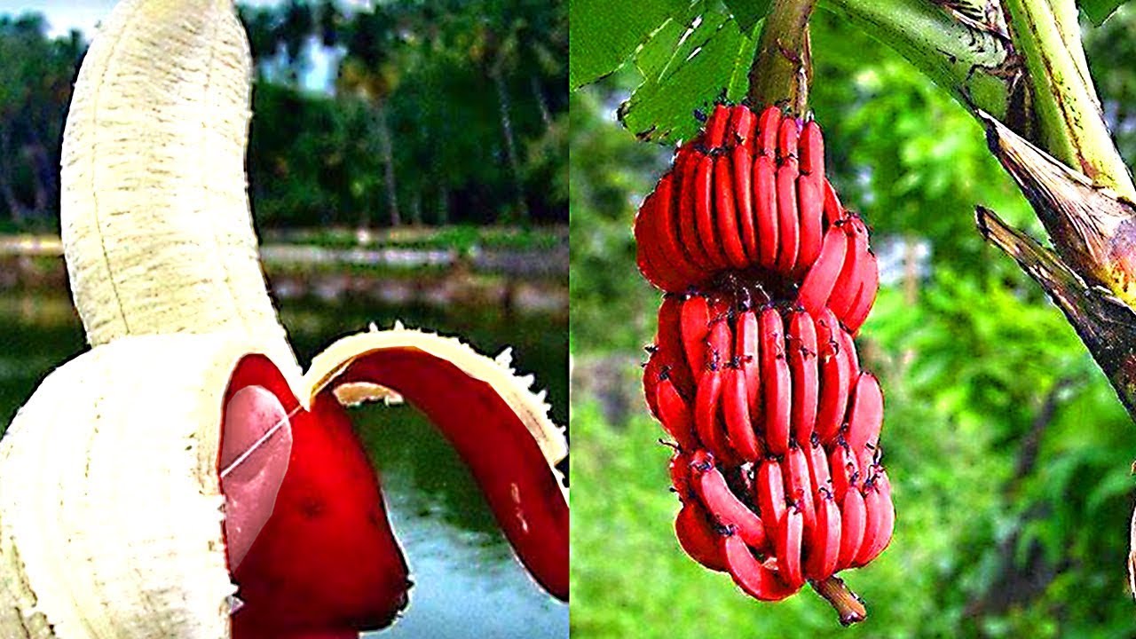 Nunca Has Visto Frutas y Verduras Como Estas