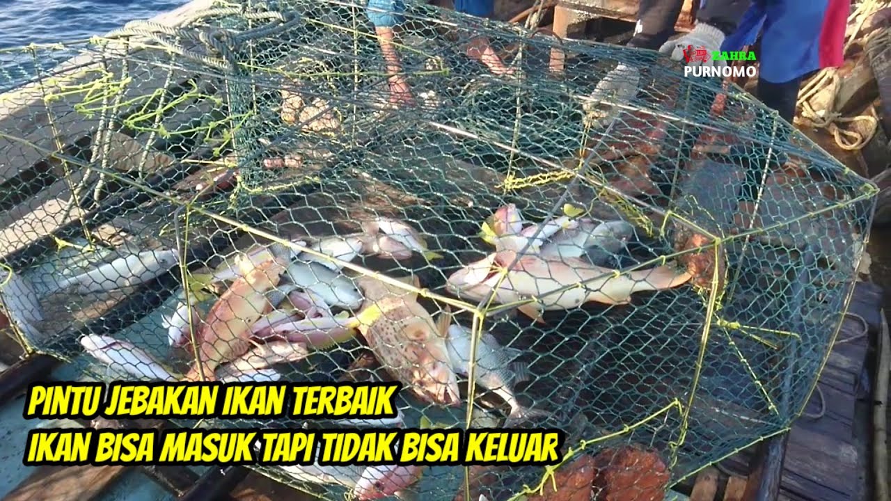 Bubu Perangkap Ikan Terbaik,Ikan Bisa Masuk Tapi Tidak Bisa Keluar