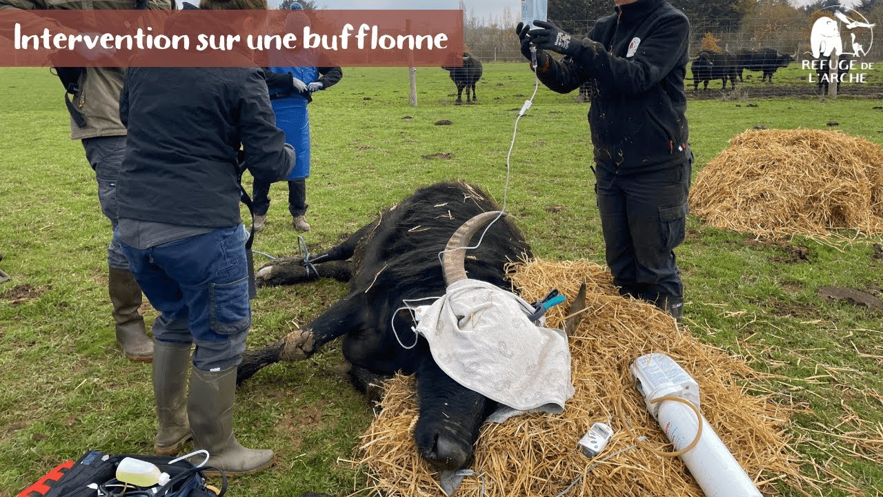 Le Refuge de l'Arche // Intervention sur une bufflonne 🐃🩺