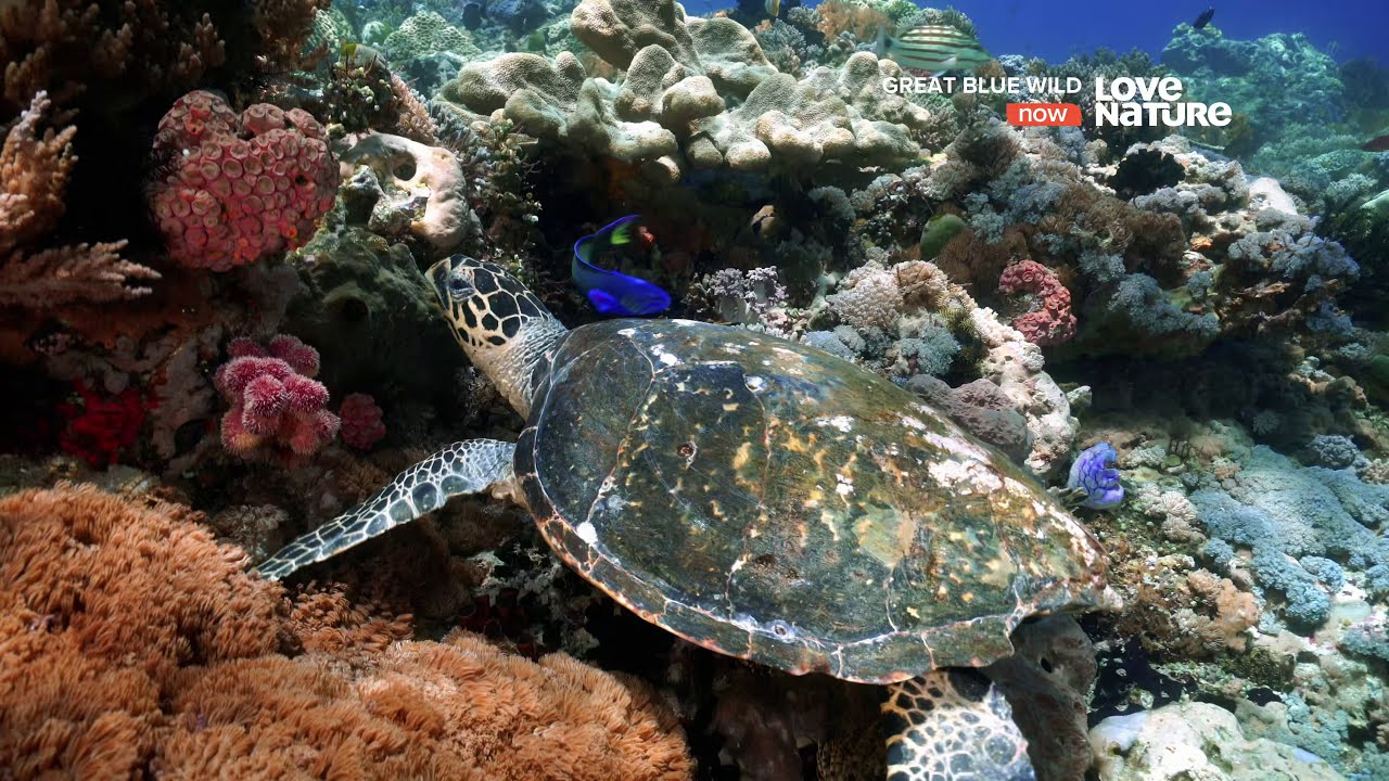 Великие океаны / Great Blue Wild / Сезон 3 Серия 4  Жизнь в рамках пищевой цепи / 4К