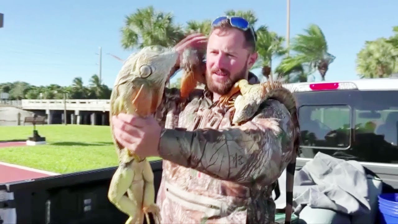 Florida iguanas are 'cold stunned' and falling from trees
