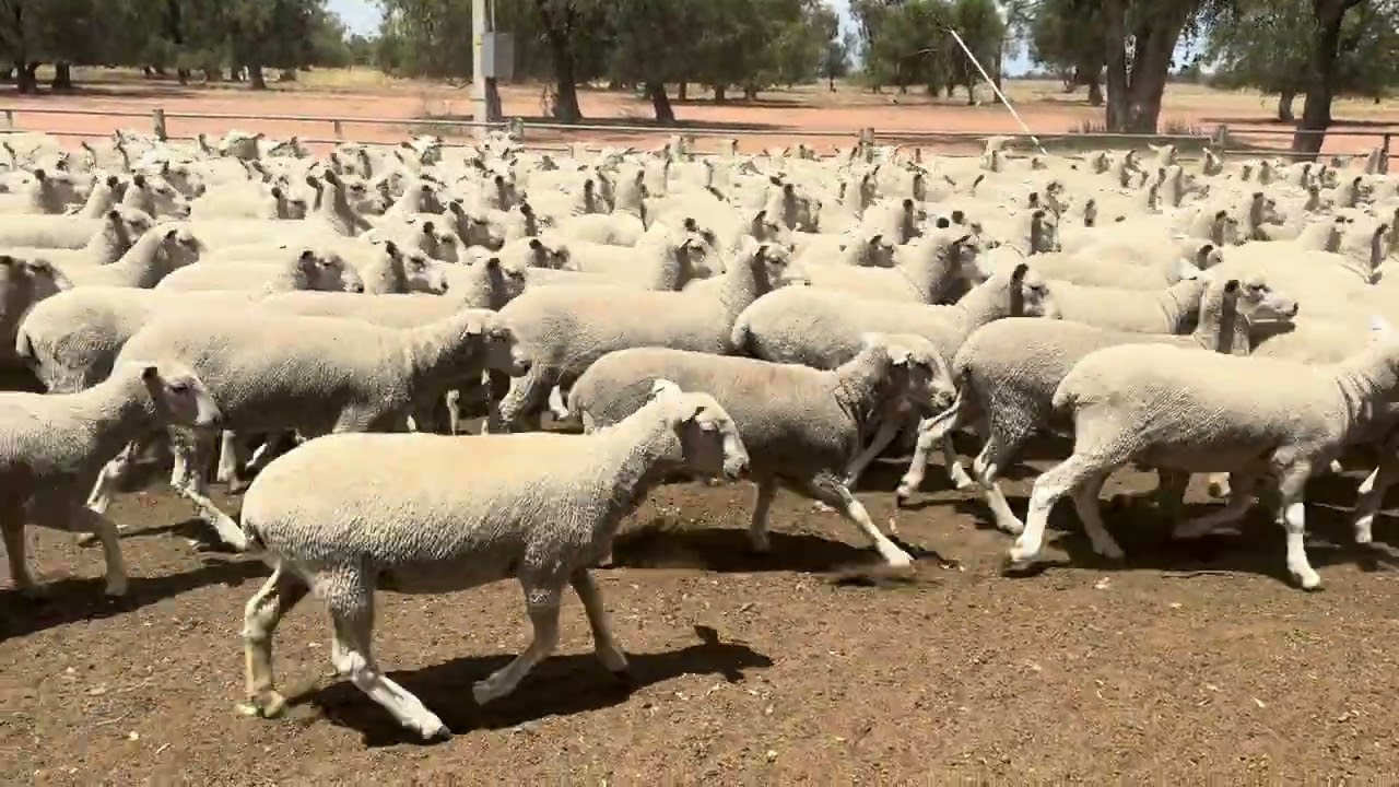 NA 1st Cross Ewe Lambs 800