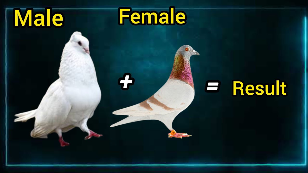 Pigeon cross breed result | hybrid pigeon breed 