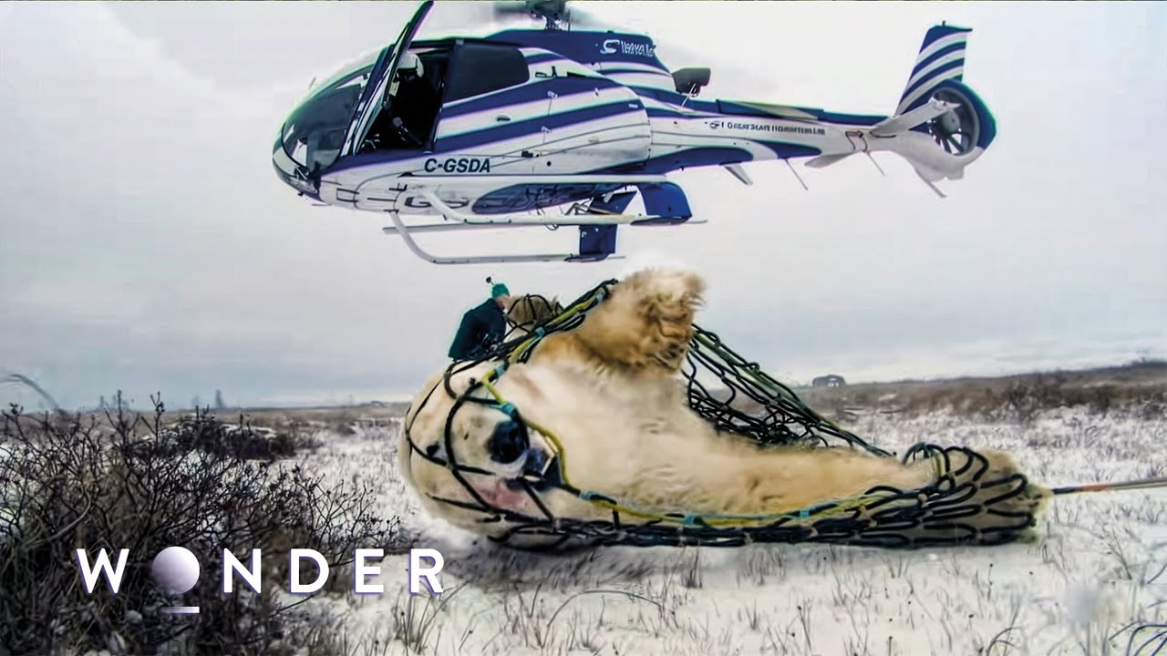 How Locals Protect Against Polar Bear Attacks