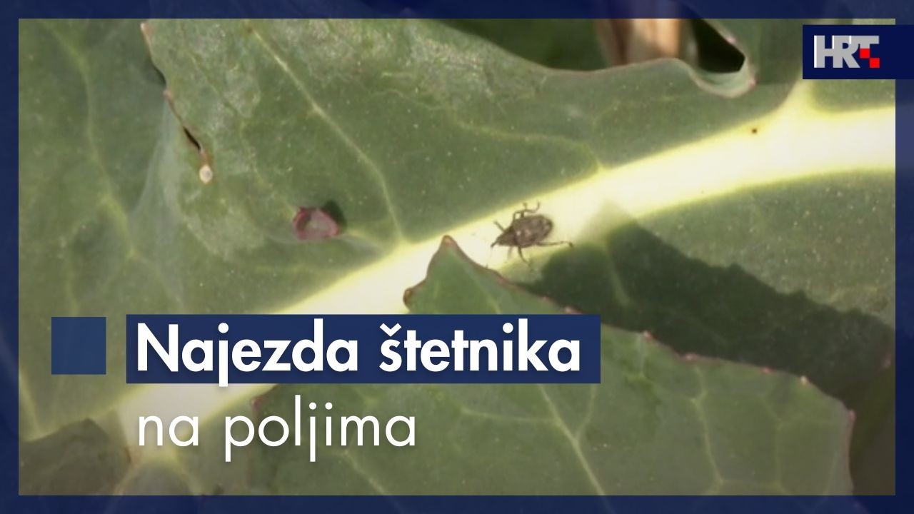 Najezda štetnika prijeti proljetnim usjevima