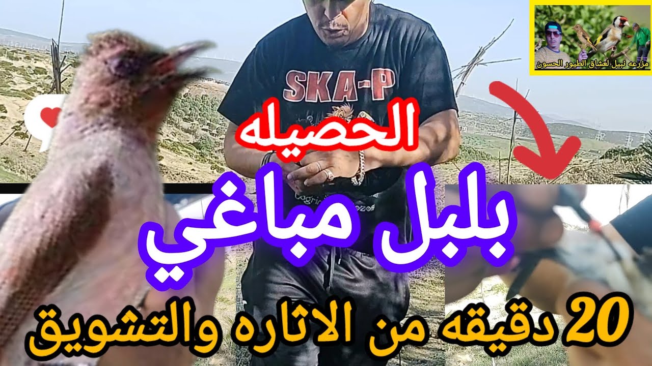 ⬅️ صيد (المحترفين لطائر البلبل المغربي) ☝️ الاثاره والتشويق (الحصيله بلبل مباغي) 🎦🌎