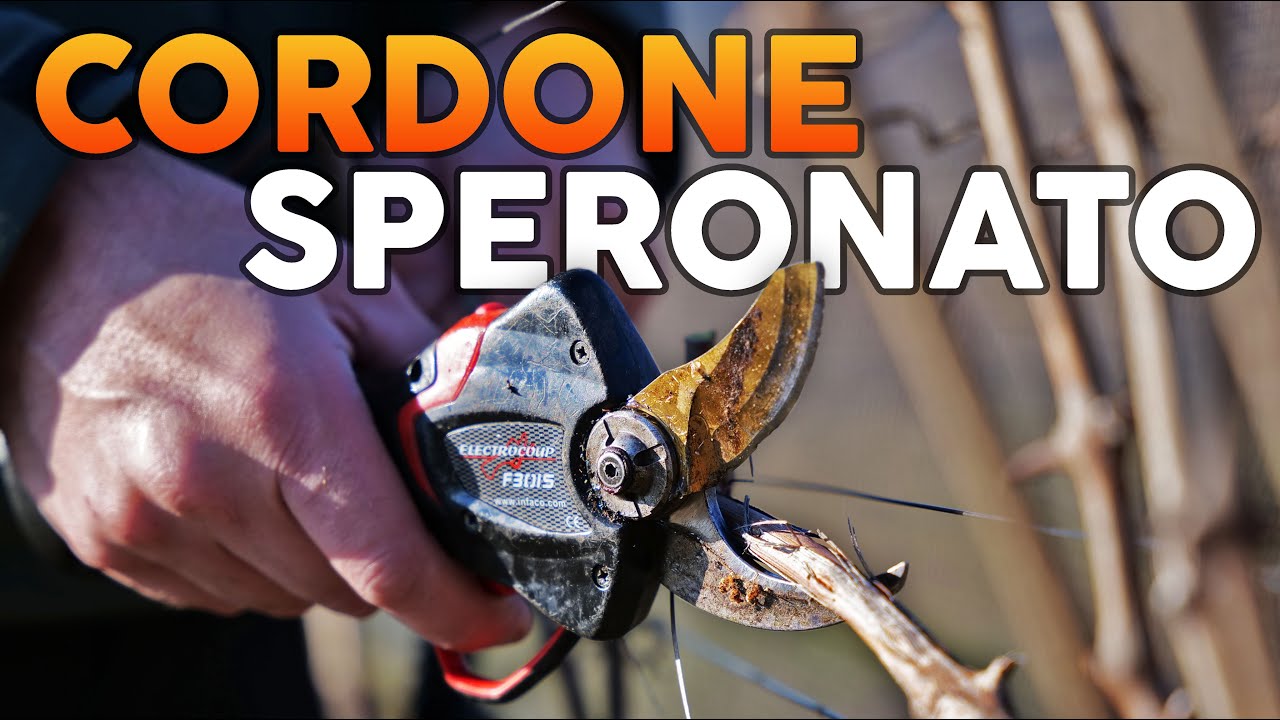 POTARE la vite a CORDONE SPERONATO come fanno i PROFESSIONISTI