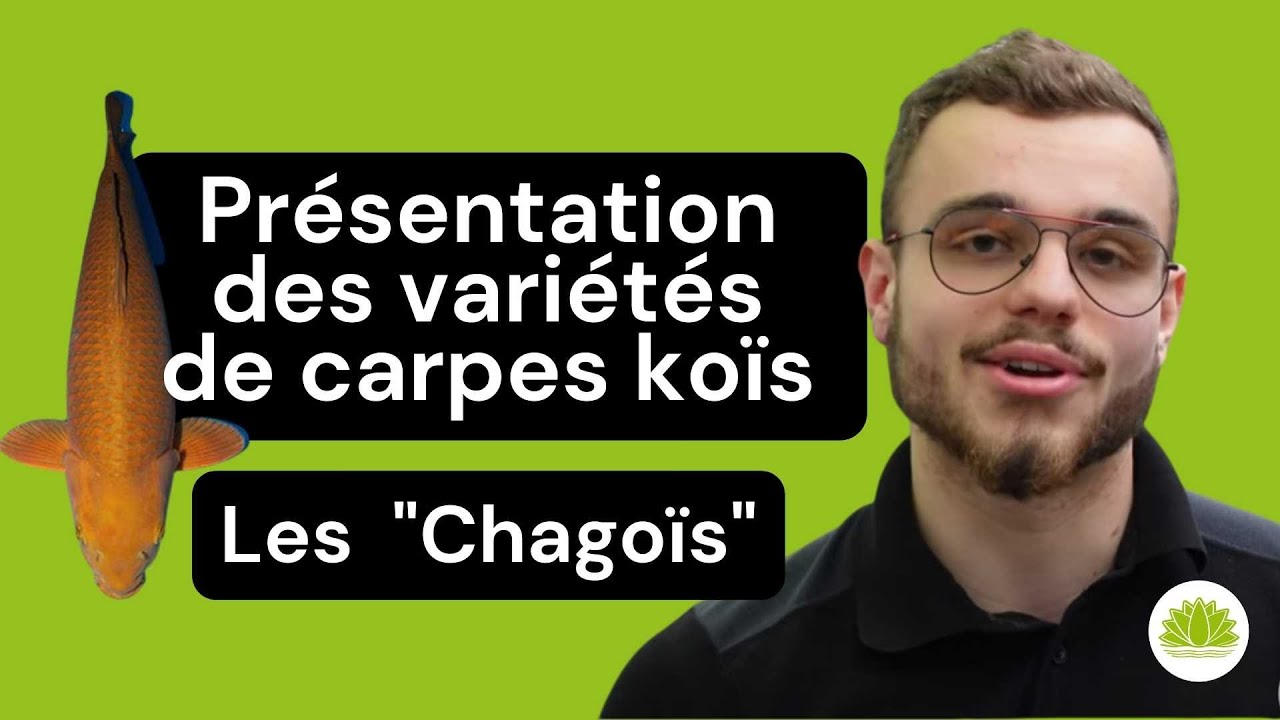 Romain vous présente le Chagoï, une variété de carpes koïs bien réputée - Carpe Koï Variété Chagoi
