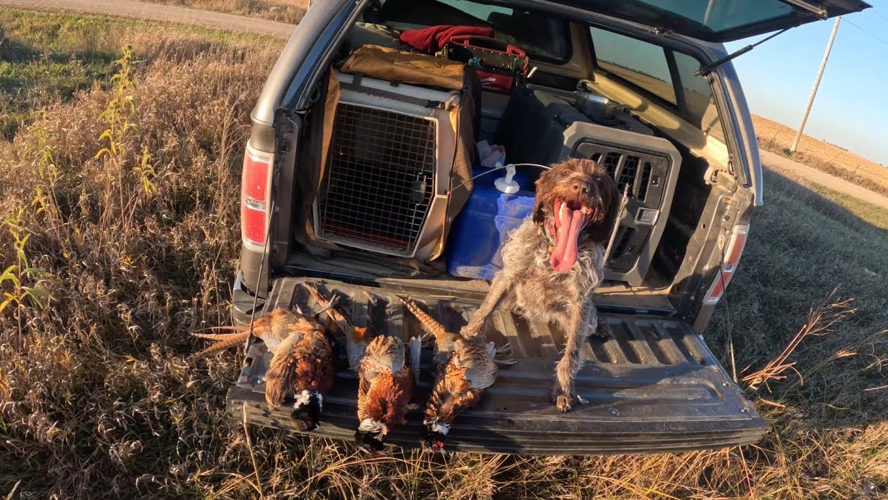 Pheasant Hunting 2025 Opening Week