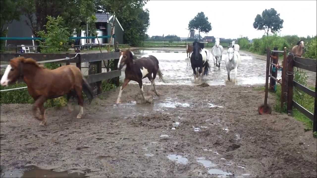 Ponykamp bij Stal De Ripse Ruiters