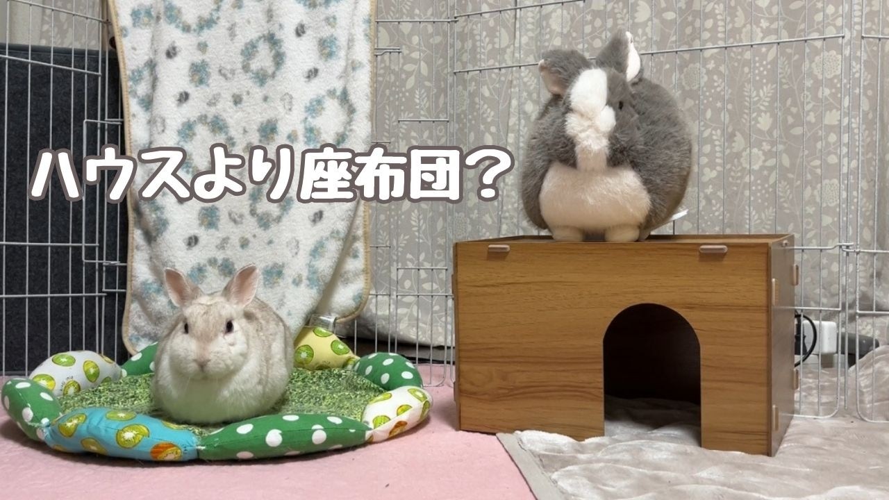 ハウスより座布団？順番待ちするひーくんが可愛すぎた🐰