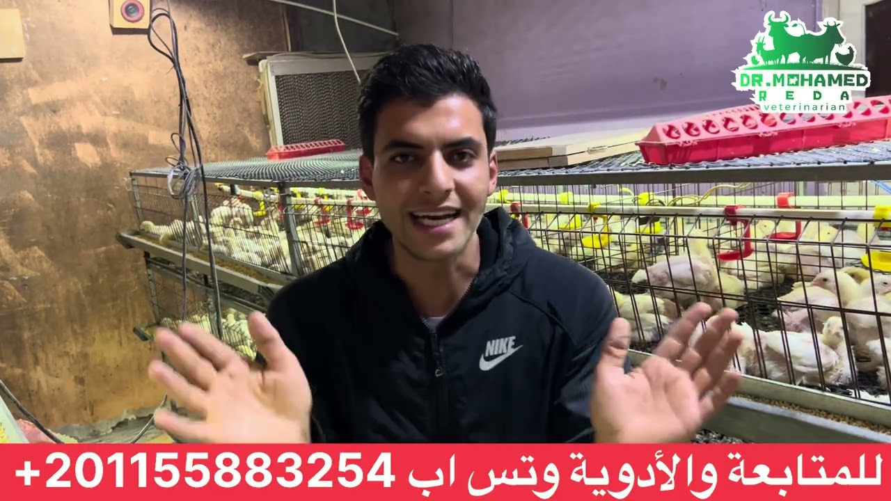 الوقايه من الفيروسات 🦠 والأمراض المنتشرة في الفراخ 🐓 