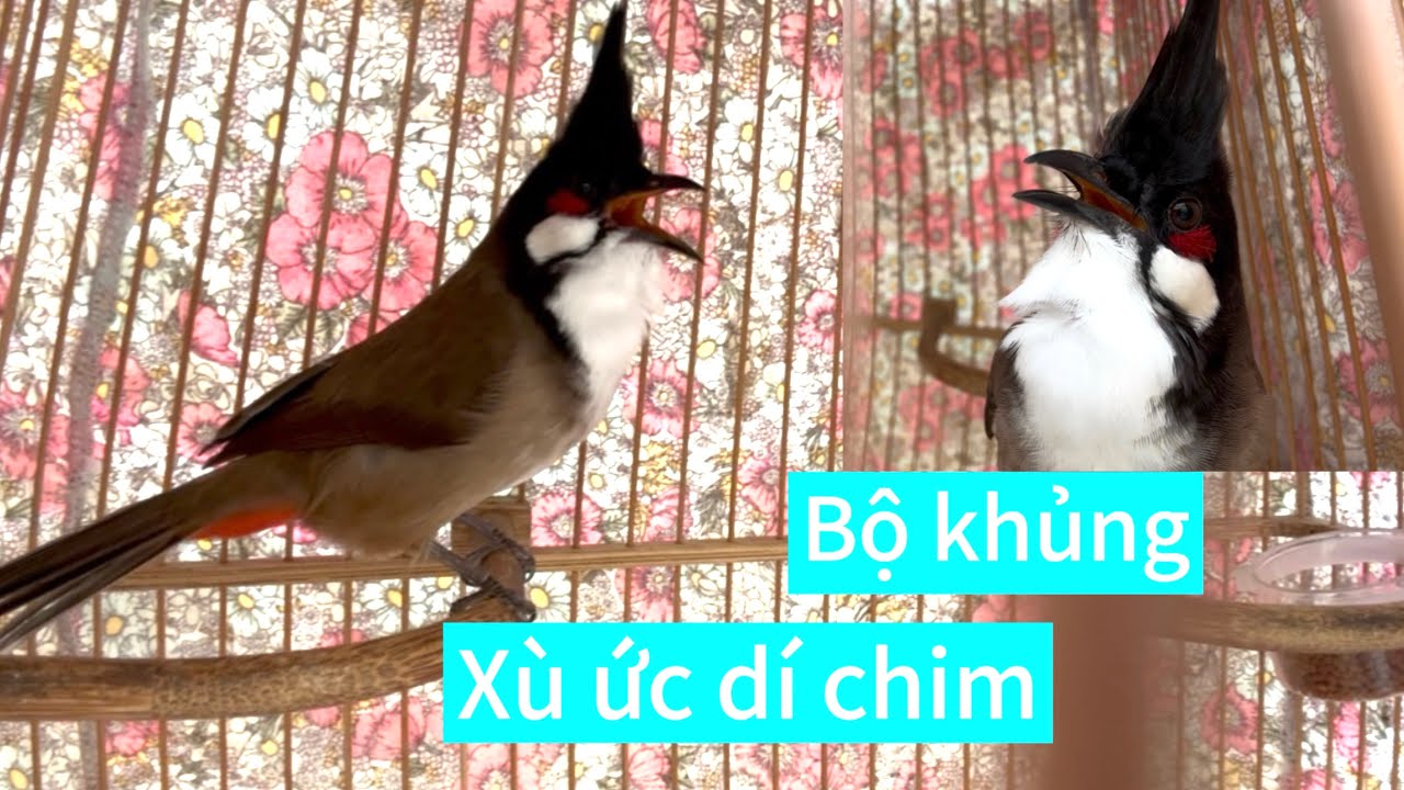 Bổi 1,5 mùa bộ khủng nết lật xù ức dí chim. Mặt sát thủ cặp chân quá mê 