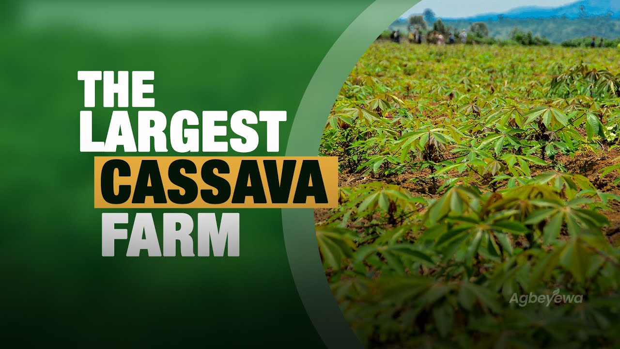 The Story of The Largest Cassava Farm  | Agbeyewa Farms