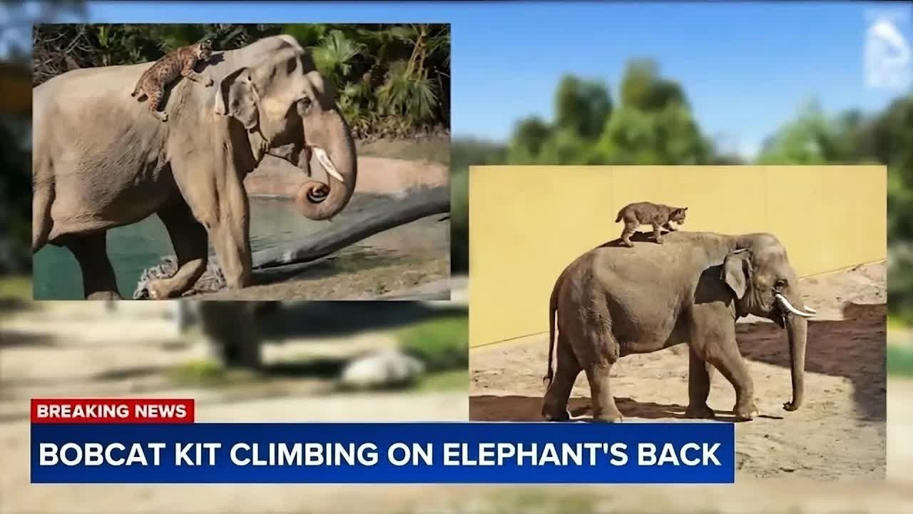 Bobcat Kitten Was Clinging to an Elephant’s Back — When Vets Realized Why, They Were in Tears