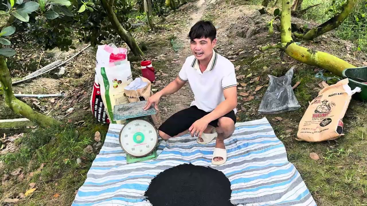 Tập 29: Bón phân nuôi trái gì cho sầu riêng đang mang trái ?? làm trái mùa vụ 2025-2026 ?