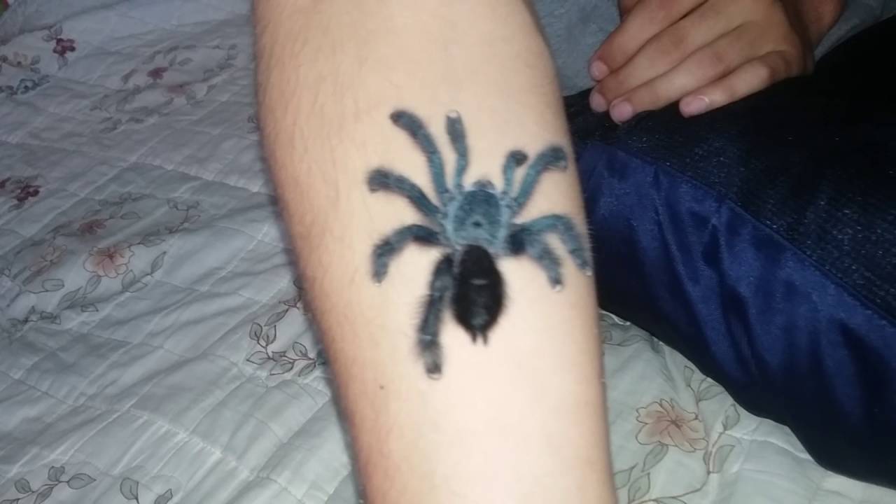 Pinktoe Tarantula handling and info