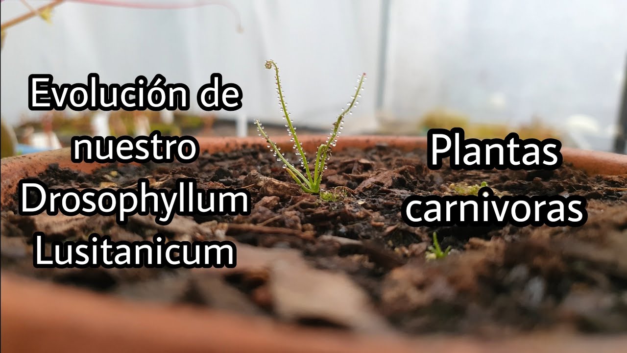 Drosophyllum lusitanicum - Primeros 30 días