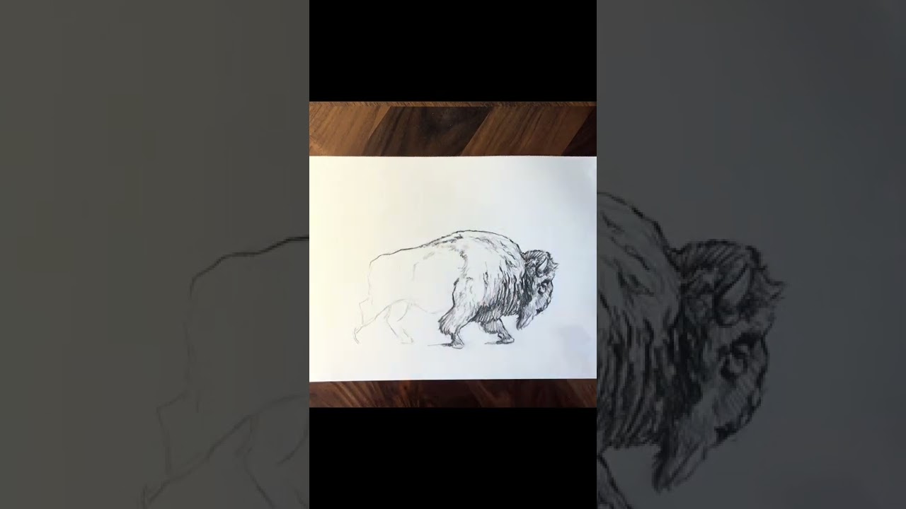 Quick bison sketch to start the day.