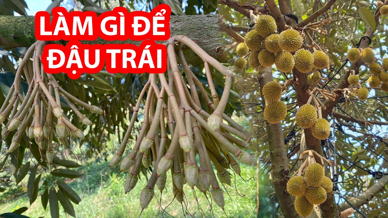 TƯỚI NƯỚC NHƯ THẾ NÀO CHO SẦU RIÊNG ĐẬU TRÁI SAU XỔ NHỤY