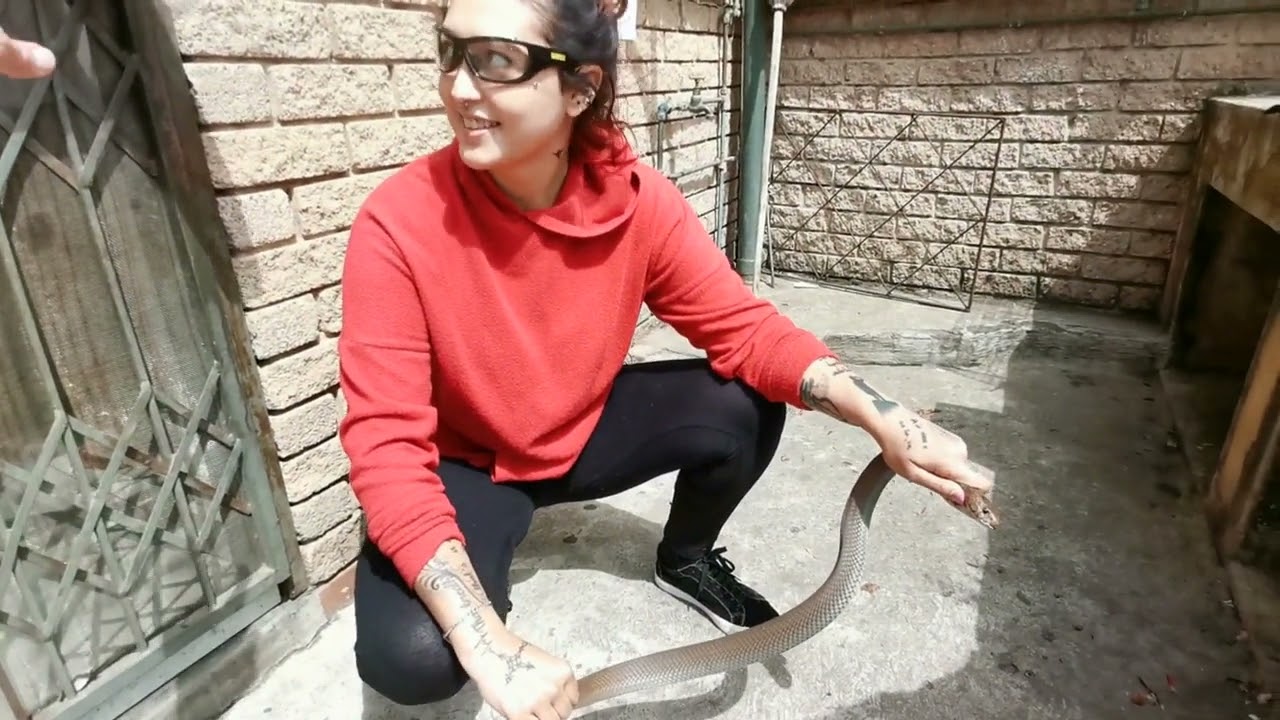 Spitting Cobra Rescue with Jason Arnold