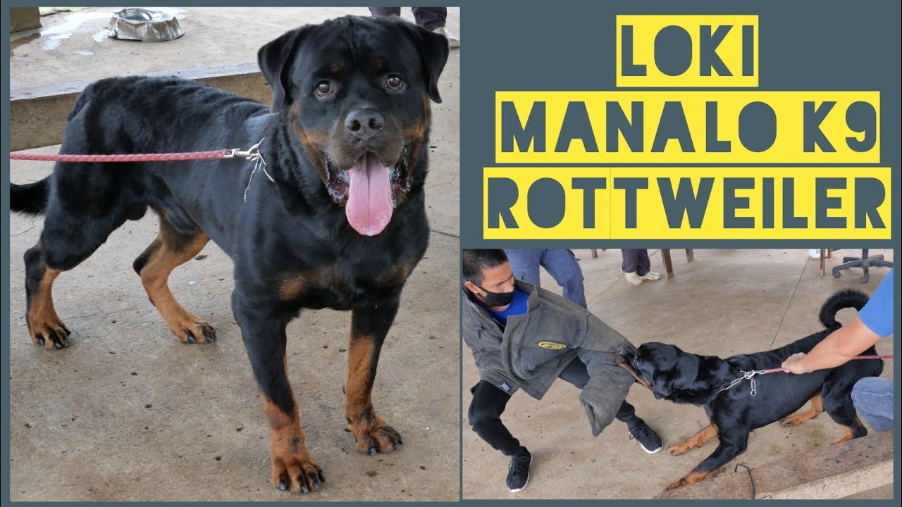 Meet LOKI the ROTTWEILER of MANALO K9 - ADRK Germany import - Vitus Neubrand son