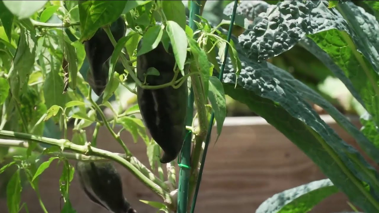 Growing your own produce
