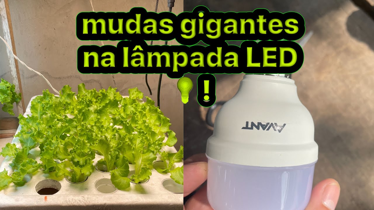 incr&iacute;vel produza mudas de alface hidrop&ocirc;nico com apenas 15 dias