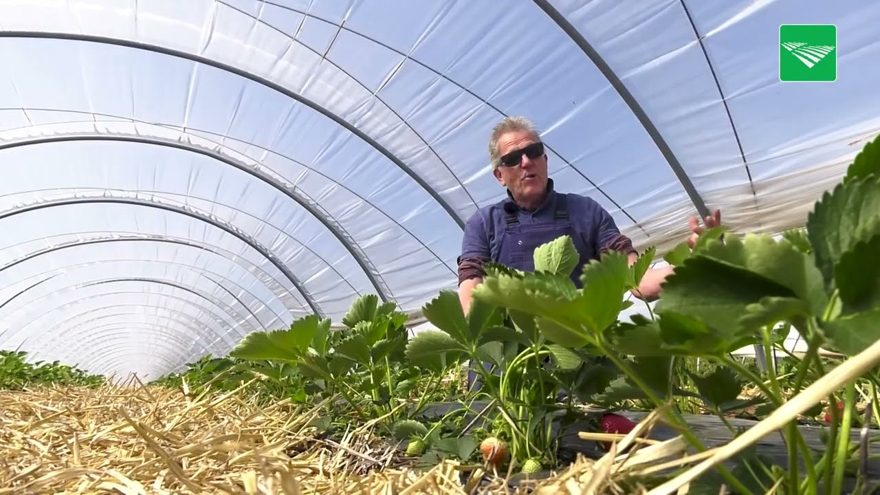 Aardbeien uit de tunnel geplukt