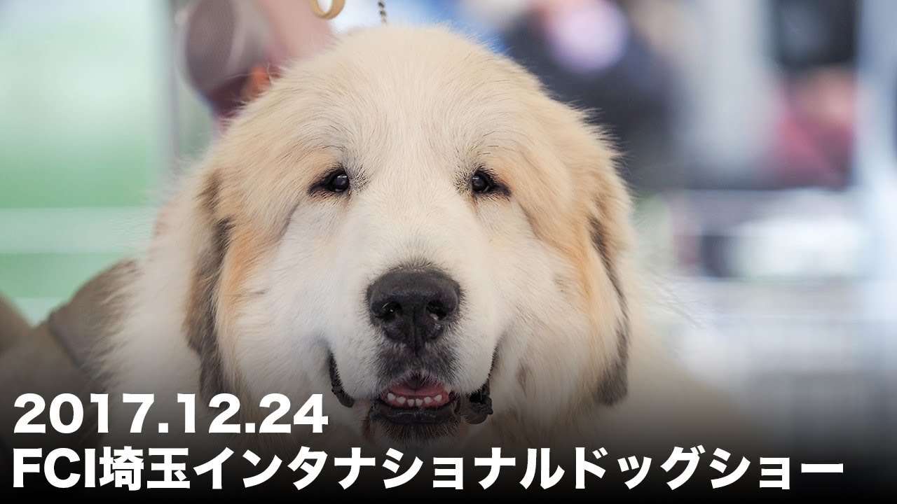 アランのドッグショー  FCI埼玉　2017.12.24　Greatpyrenees グレートピレニーズ