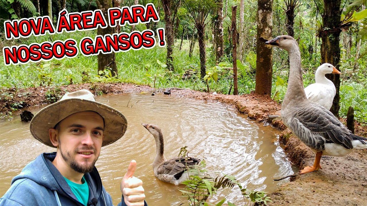 FIZEMOS UM NOVO CERCADO EM VOLTA DO LAGO PARA OS GANSOS / Mini Sítio