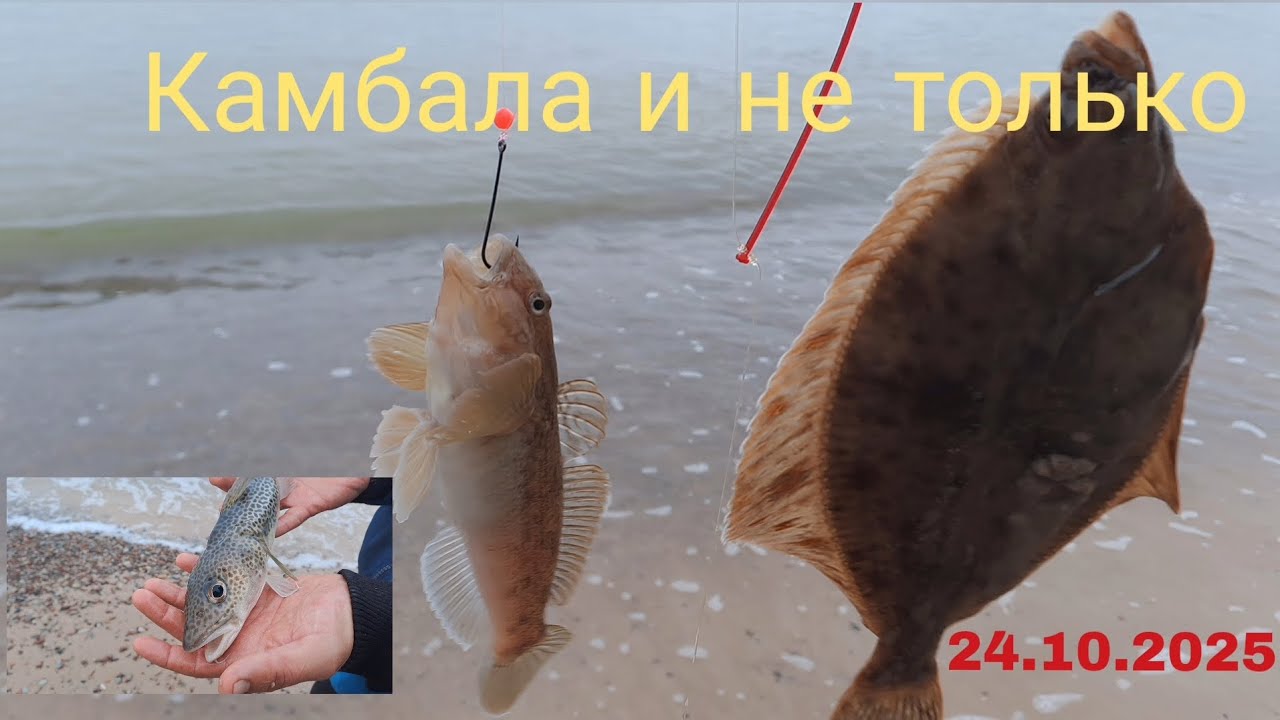 Камбала. Просто отличный отдых у моря. Почему? Посмотрите. #камбала 