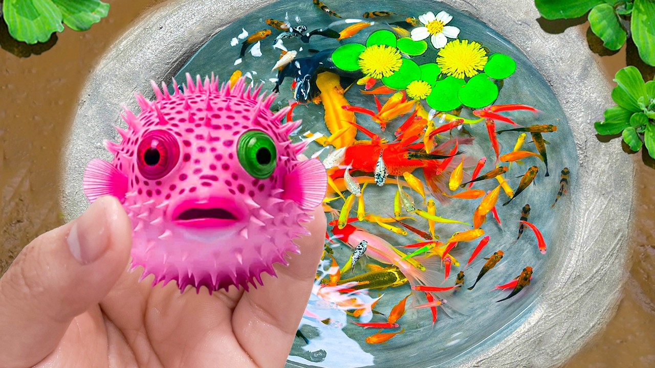 Catch Ornamental Puffer Fish in Mini Lake, Ants, Turtles, Pencil Fish, Koi, Guppy, Clams, Spiders