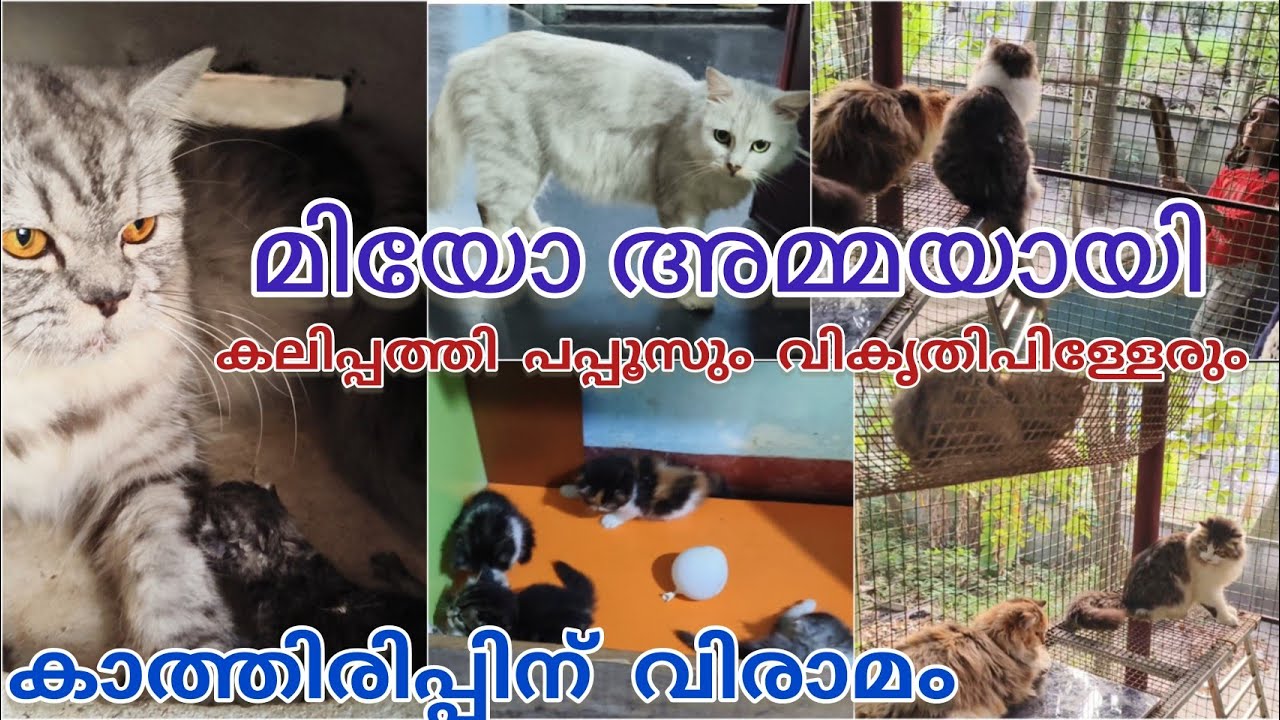 അംഗസംഖ്യ കൂടി 😃 മിയോയുടെ കുഞ്ഞെത്തി #paravakoottam #cat